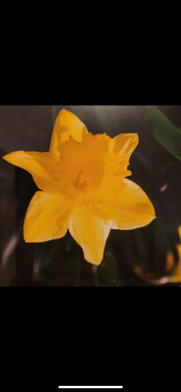 Obituary of Margaret Louise (Grimm) Griffin
