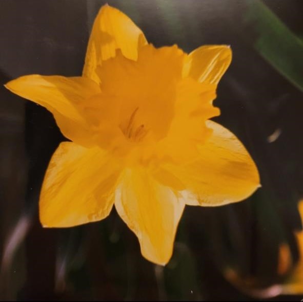 Obituary of Margaret Louise (Grimm) Griffin