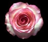 Obituary of Ernestine Moore