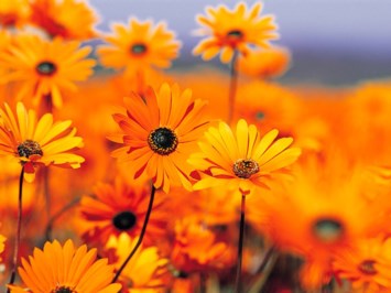 Obituary of Rosemary Ann Atwell