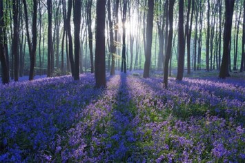 Obituary of Cary Bruce Nevel