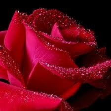 Obituary of Rose Biscoglio