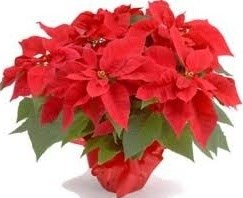 Obituary of Helen P. Patterson