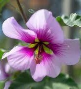 Avis de décès de Joan Reynolds