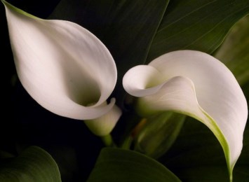 Obituary of Grace Marcene Ward