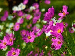 Obituary of Rosa Elena Diaz Garcia