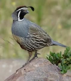 Obituary of Jane Kostka Nevins