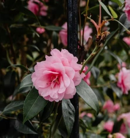 Obituary of Sue Jean Hughes