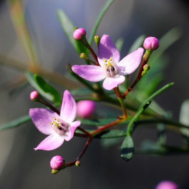 Obituary of Edward R. Scholz