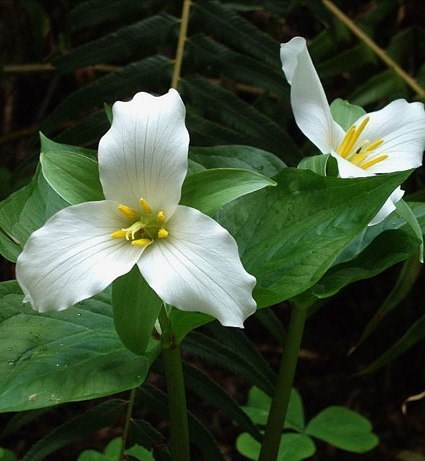 Obituary of Lieve Tyl