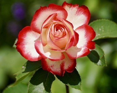 Obituary of Rebecca Ann Lopez