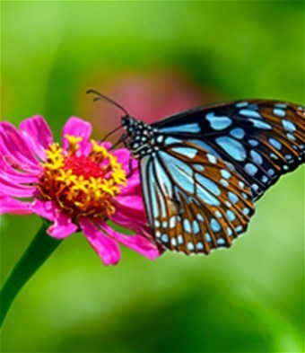 Obituary of Lucidia D. Cabais