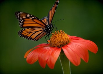 Obituario de Hazel Bryant