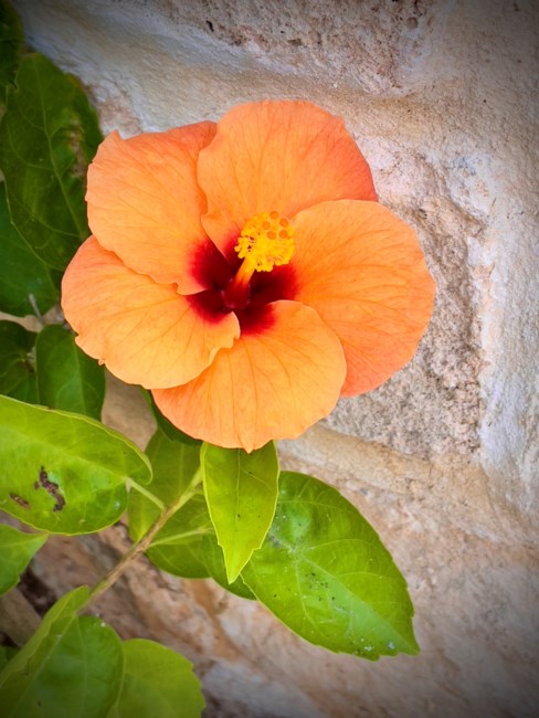 Obituary of Johannes Bromm