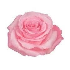 Obituary of Joy Marie Sokolowski