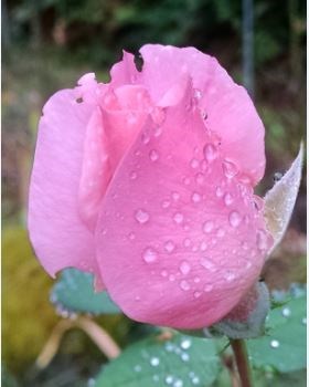 Obituary of Joan Carol Reed