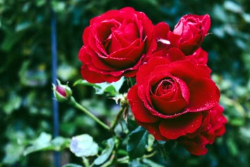 Obituary of Lisa Kay Biggi