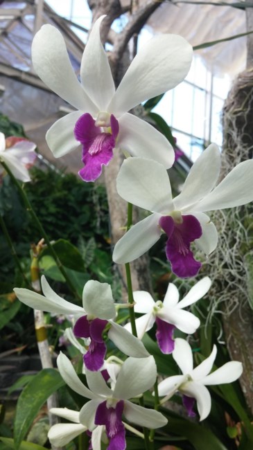 Obituary of Barbara Napua Goo