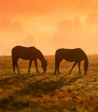 Obituary of Gary Lee Bingham