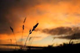 Obituary of James Patrick Fitzgerald