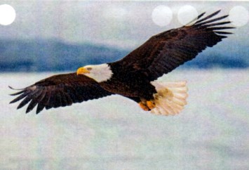 Obituary of Billy Gene Ryffel