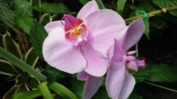 Obituary of Betty Nakamoto