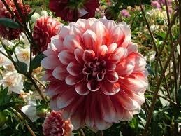 Obituary of Marianne Cheatham Campbell