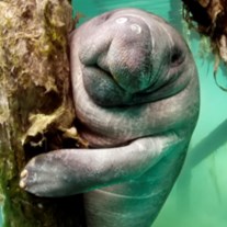 Obituary of Patricia Alice Thompson