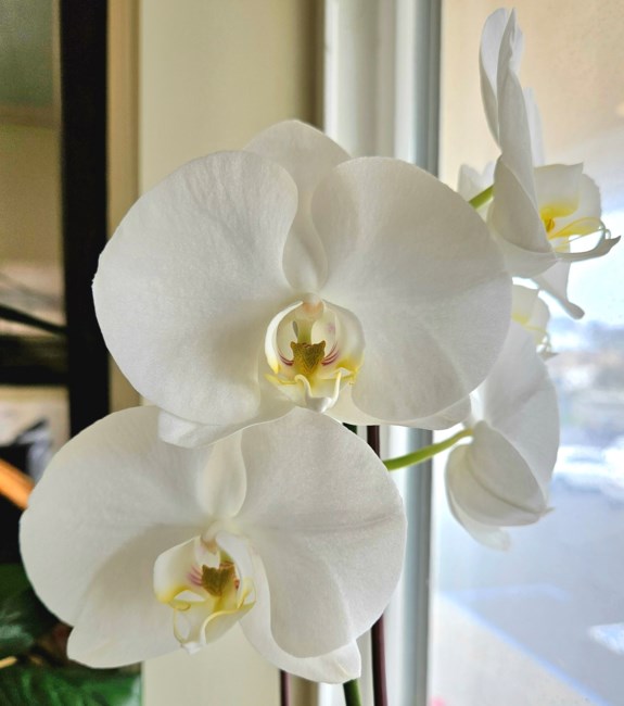 Avis de décès de Hung Hoang Huynh