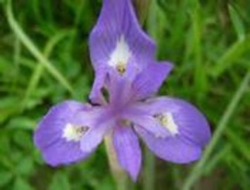 Obituary of Ethel M. Jenkins