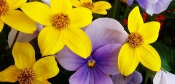 Obituary of Cassandra J Caldwell