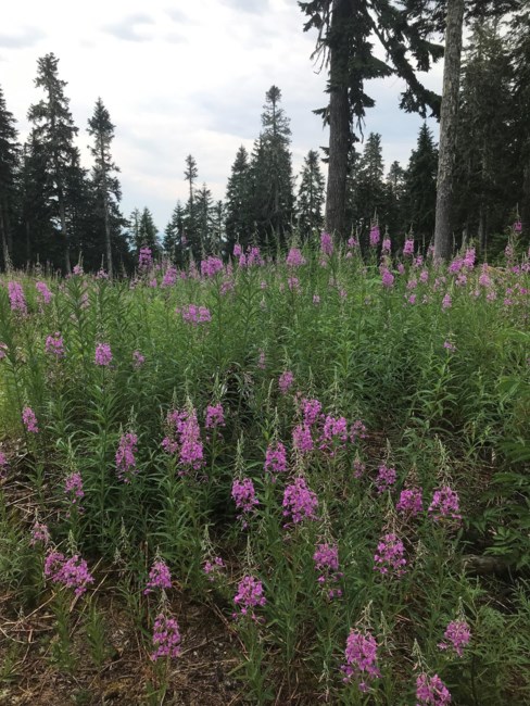 Obituary of Helen Rose Worm