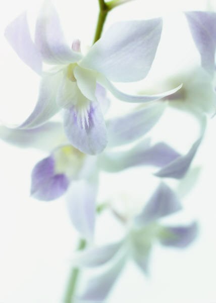 Obituario de Sharon Elizabeth Hawkins