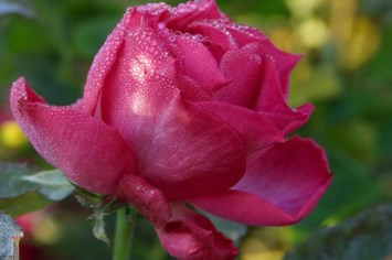 Obituary of Janet Gibson