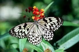 Obituary of Regina Jeanette Peterson