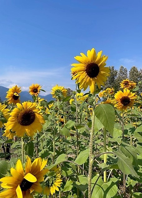 Obituary of Chung Wing Cheung