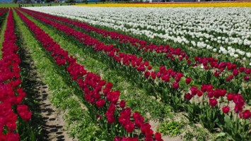 Obituary of Gloria Jean Combs