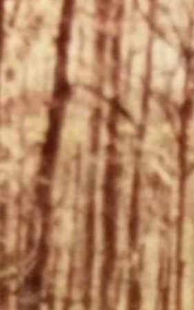 Debbie Roden Obituary - Attalla, AL