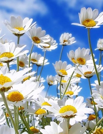 Obituary of Gayl Lynn Przybyslawski