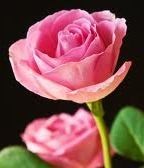 Obituary of Barbara Fenton