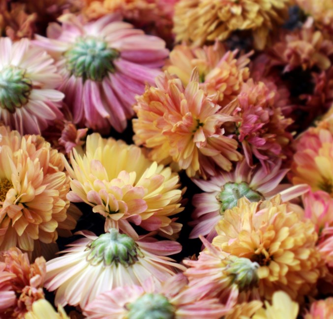 Obituary of Georgiana Cross Racek