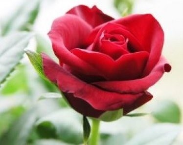 Obituary of Mrs. Marion Hall Taylor