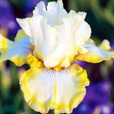 Obituary of Elizabeth Rodriguez Morales