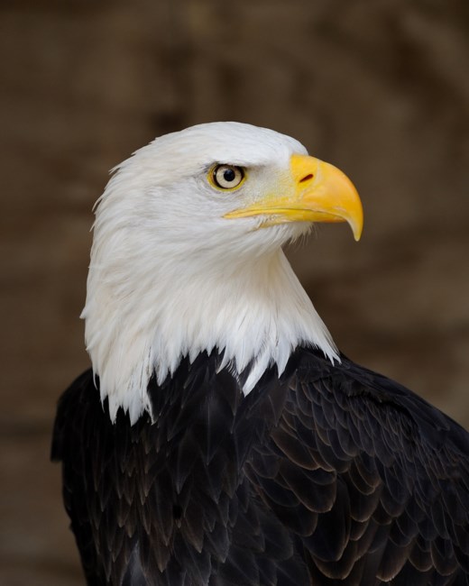 Obituary of Richard I. Wilson