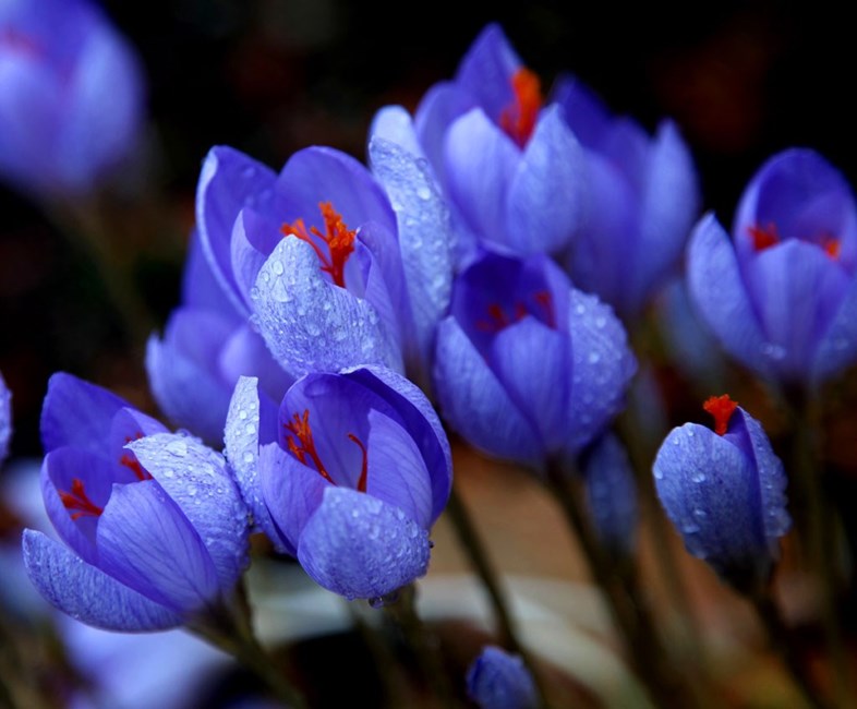 Avis de décès de James L Bowman