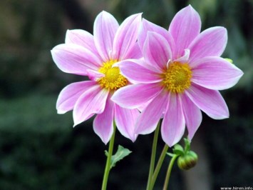 Obituary of Dorothy M. Rupp