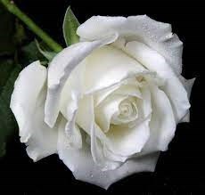 Obituario de Genoveva Sanchez