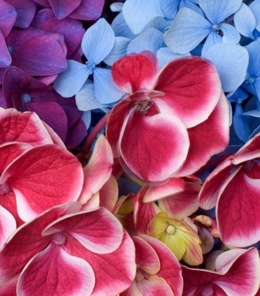 Obituary of Irene BALL