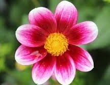 Obituary of Ellen Heimann