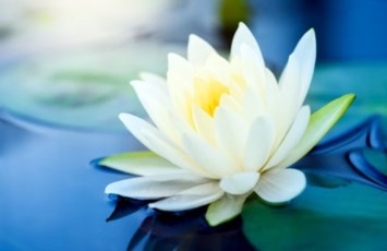 Obituary of Irmgard T. A. Johnston